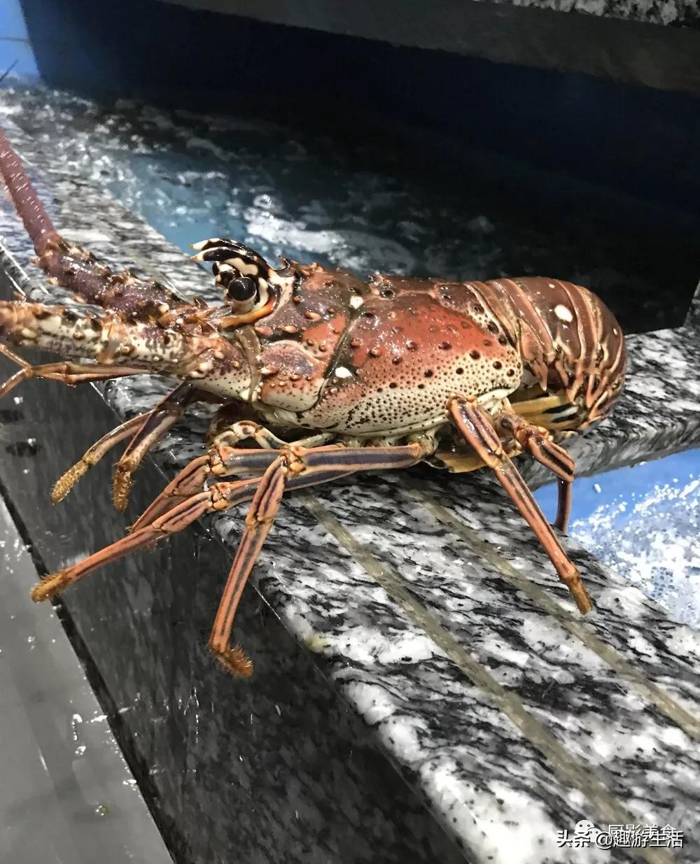 世界上的各种龙虾,世界上最大龙虾
