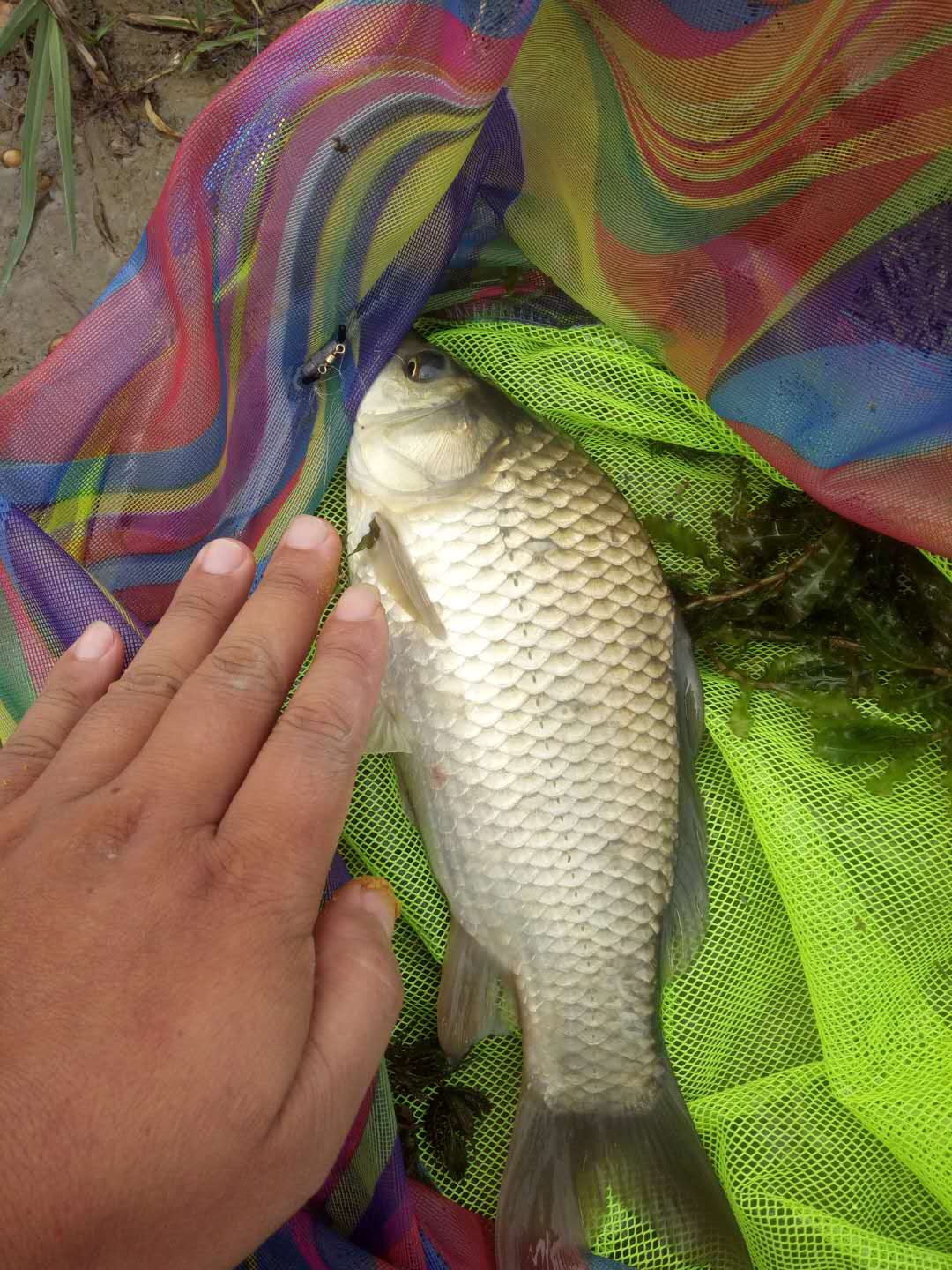 迷恋垂钓乐趣,迷恋清晨的感觉