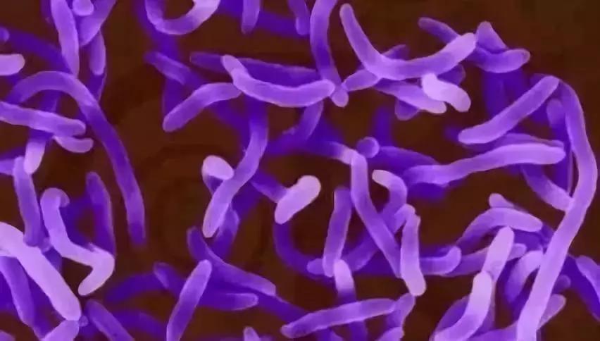 水产养殖弧菌怎么处理,水产弧菌怎么预防