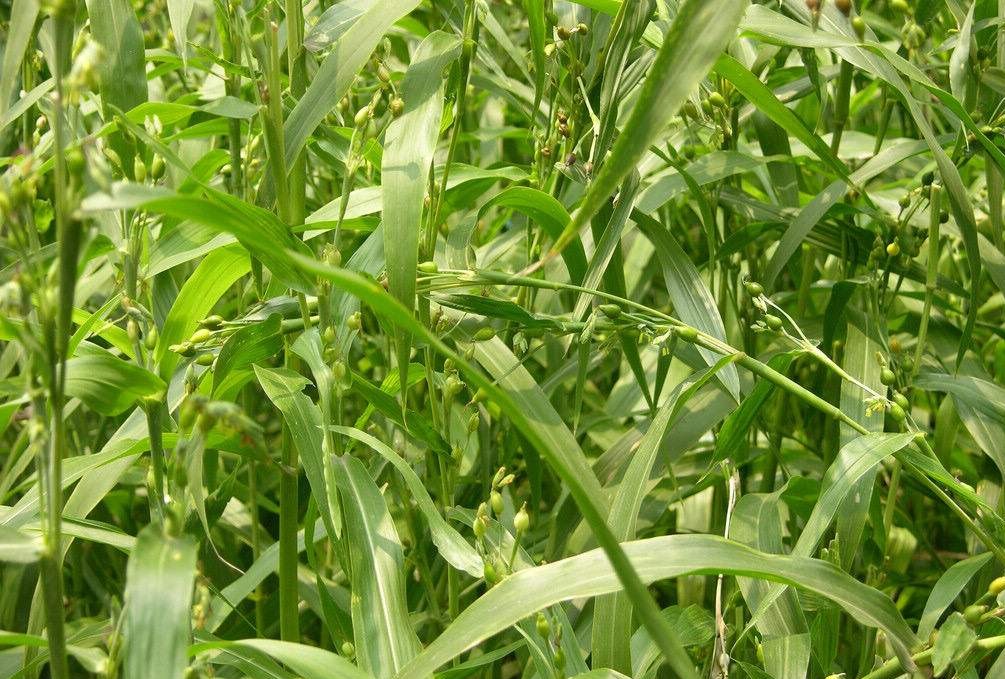 薏苡仁药食同源的讲解,本草纲目薏米的功效与作用