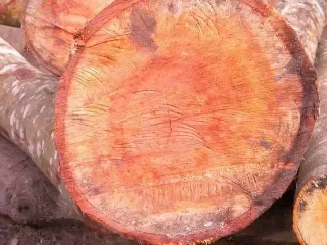 32种最硬的木材,家具木材硬度排行