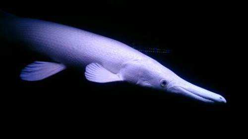 老百姓养得起的观赏鱼,皮实好养的本土观赏鱼有哪些