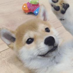 抱猫咪的正确方法,猫咪怎么抱才是正确方式