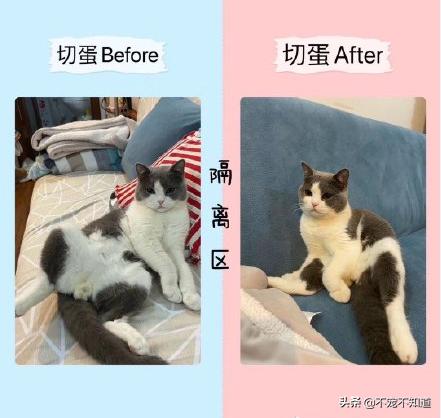 一割解千愁~你给家里的猫狗做绝育了吗？