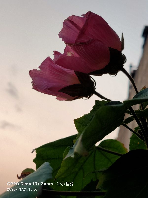 这种花通常用来比作美丽的女子，有人拿来做药，还有人当野菜吃