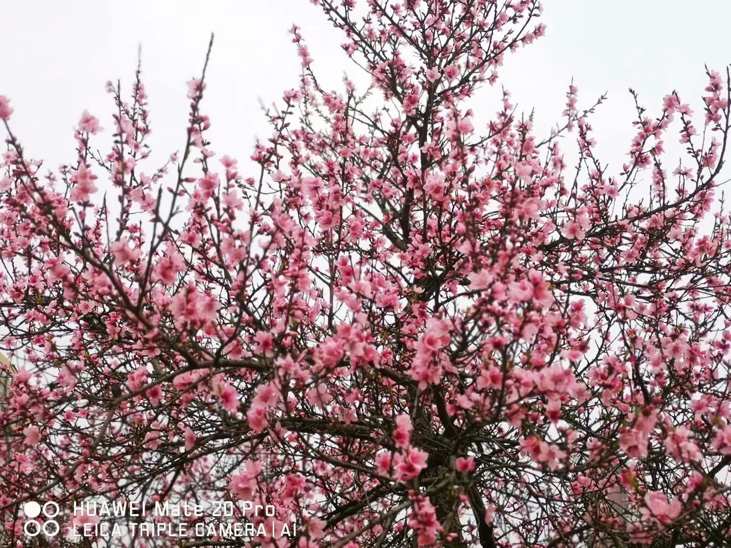 春桃电影1988完整版,春桃含苞