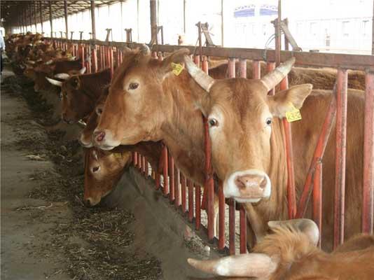 牛羊寄生虫病种类,牛羊寄生虫病的防治方法