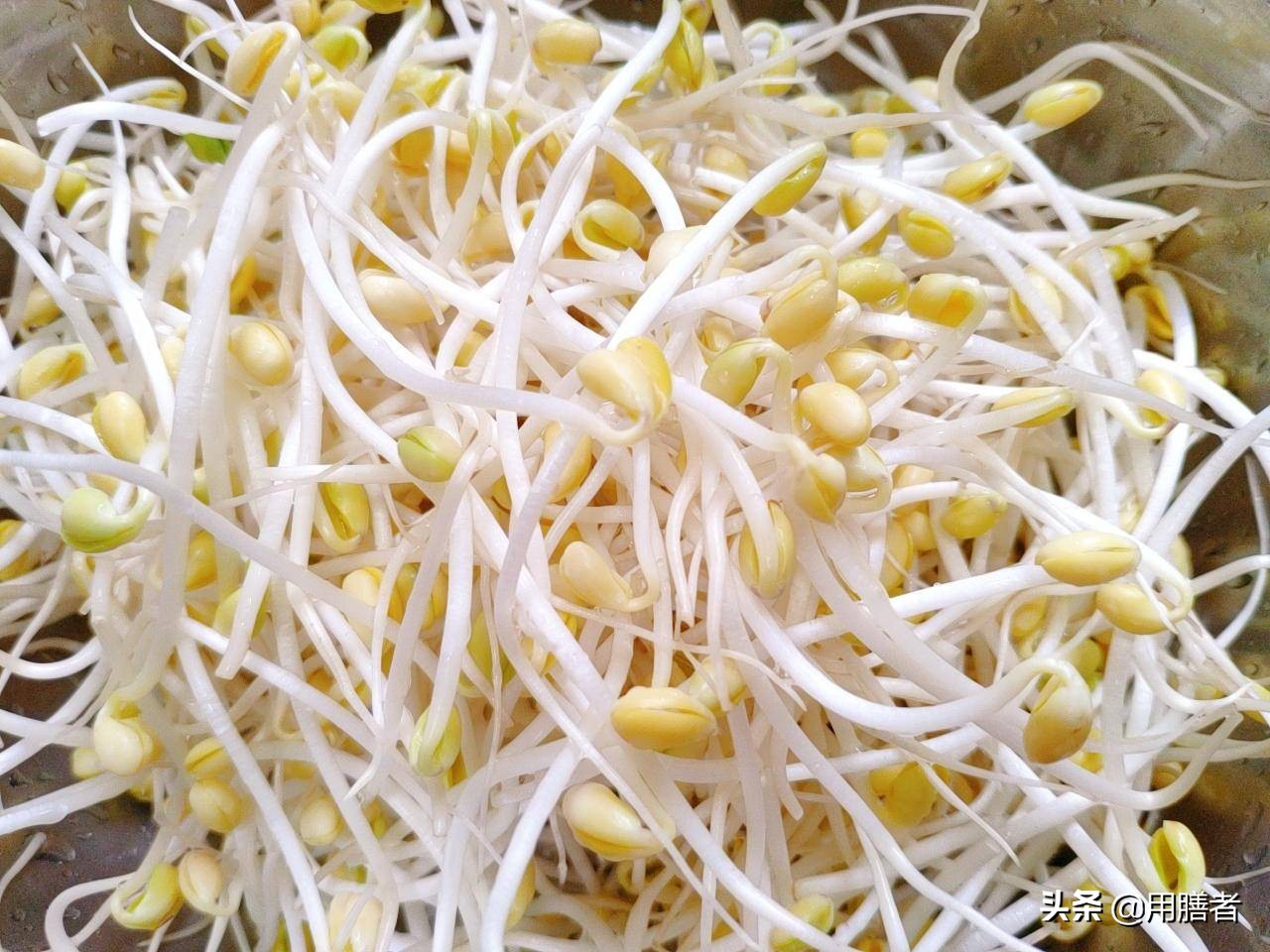 颇具神奇色彩的豆芽，是史上素菜佳品，更是人们对生活的美好期待