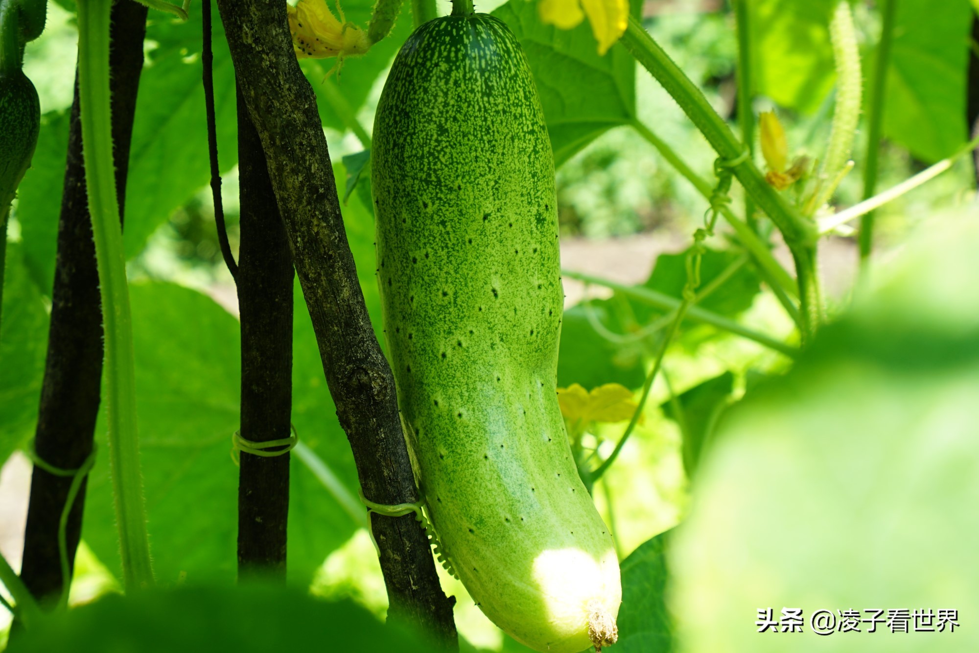 逃离北京40度高温,房山享受22度清凉,看银狐,逛古街吃铁锅炖