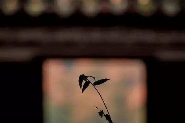 相思是一种美丽的缘分,相思是一种温馨的句子