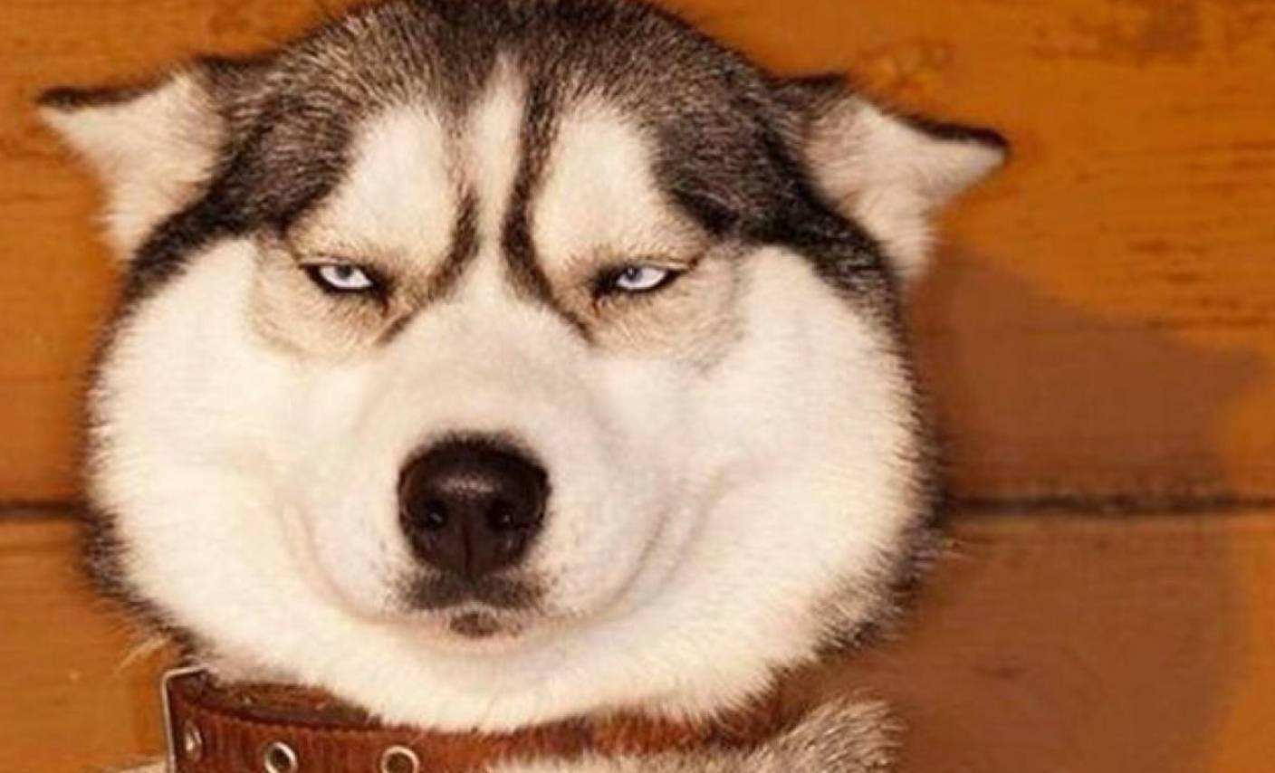 狗窝的腥臭味如何去除,狗窝特别臭怎么办