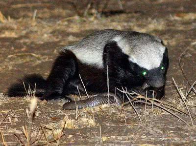 平头哥为什么和朋友玩耍,平头哥为什么没有退路可言