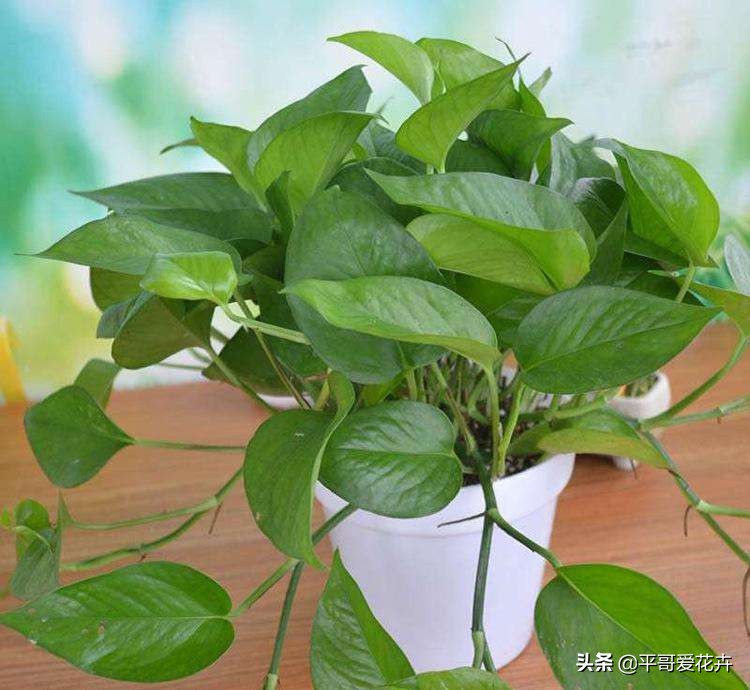 绿萝和绿萝养一起成活率是不是高,成活率高达90%的绿萝扦插方法