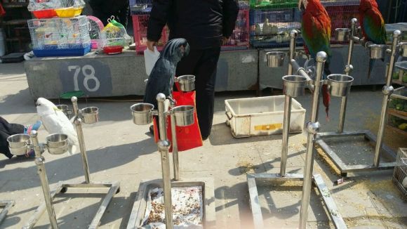 天津金刚鹦鹉市场,北京花鸟鱼虫市场金刚鹦鹉多少钱