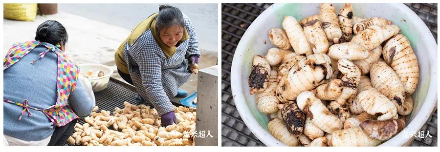 贵州道地药材天麻,道地药材天麻之乡