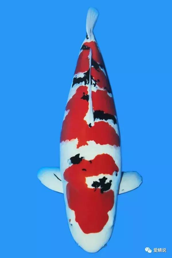 锦鲤喂食视频,锦鲤怎么能上手喂食