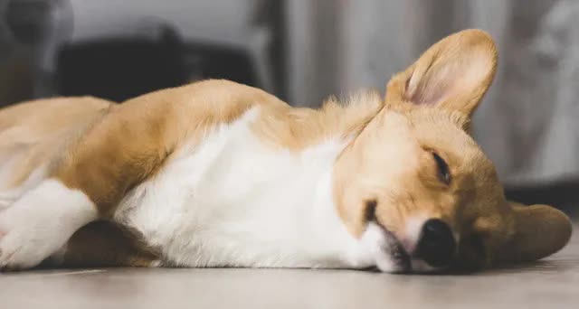 生病狗狗死之前的征兆,狗狗生病快不行的征兆