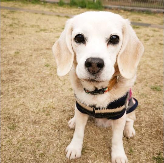 狗狗有多高智商,狗狗跳跃能力有多强