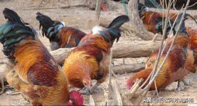 鸡为什么会出现软脚病？是什么原因导致的？应该怎么对症治疗？