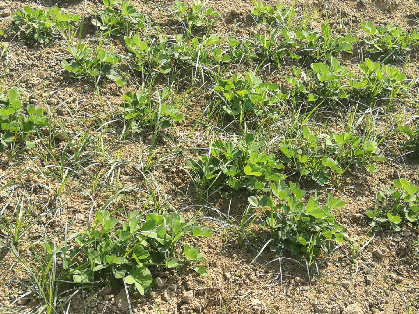 花生出苗后生杂草用什么除草剂,种植花生如何防治杂草