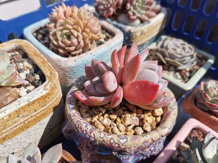 我和多肉,我与多肉