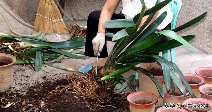 君子兰花怎样换盆最好,君子兰花谢后怎么养才能更旺盛