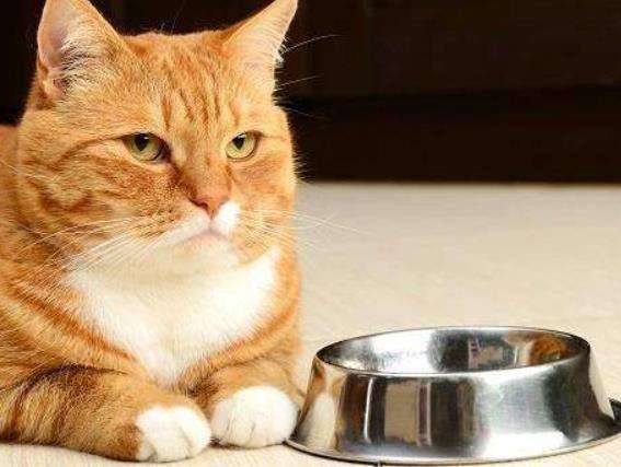 世界上寿命最长的十种哺乳动物,远古时期灭绝的哺乳动物大全