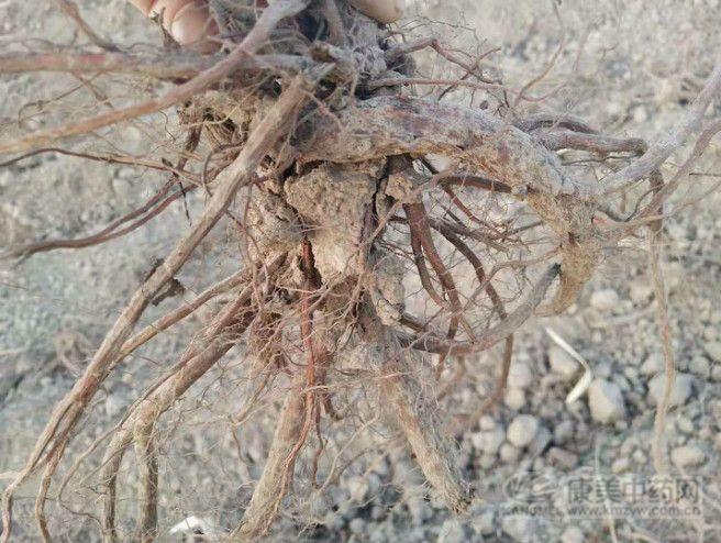 金银花芦根虎杖广藿香板蓝根,板蓝根金银花牛蒡子虎杖