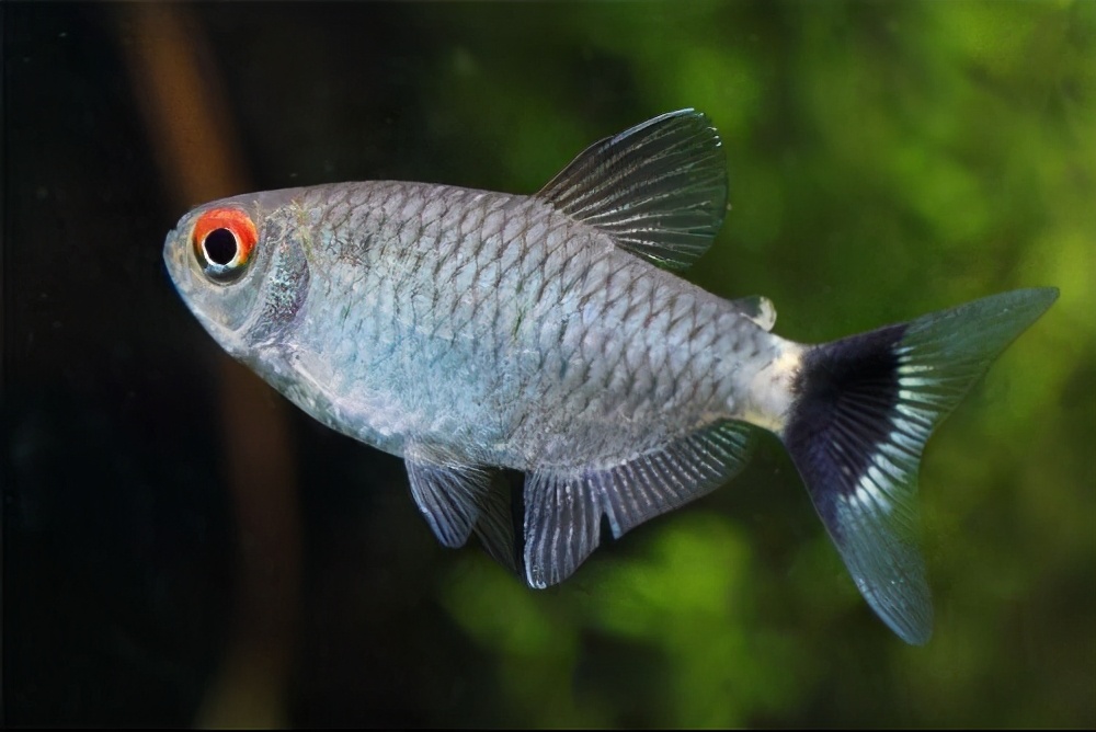 观赏鱼用什么水草养最合适,水草鱼缸养灯鱼要制氧吗