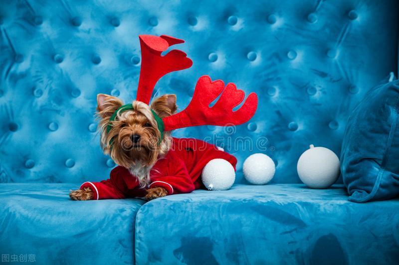 汪星人的常见疾病图片,狗犬常见病