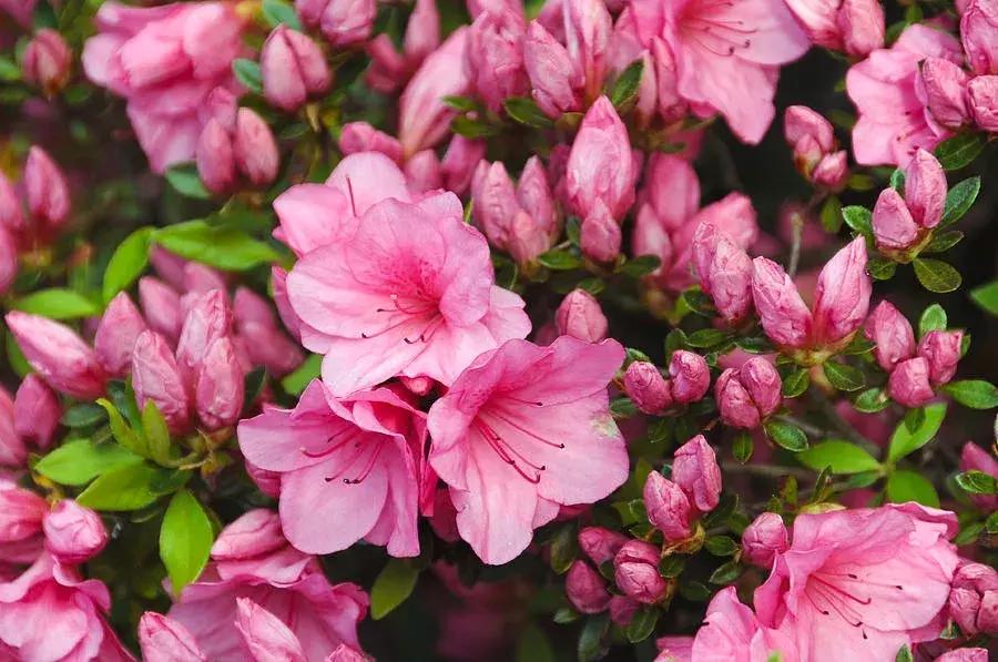 pick国花评选,国花评选活动