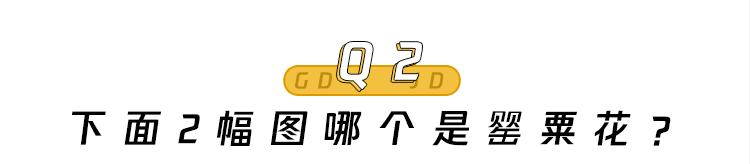 特殊时期的火锅,特殊时期可以吃什么外卖