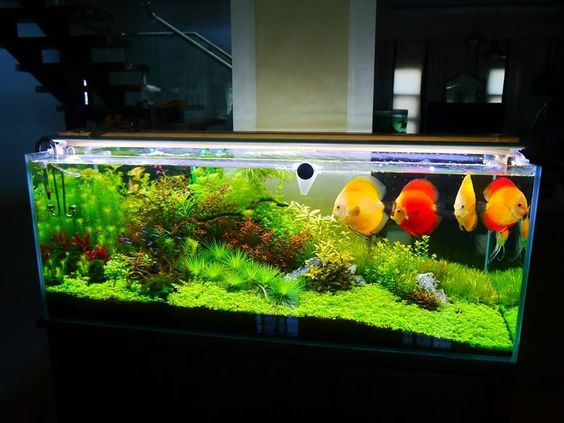 观赏鱼硝酸盐安全范围,鱼缸亚硝酸盐高对鱼有什么影响