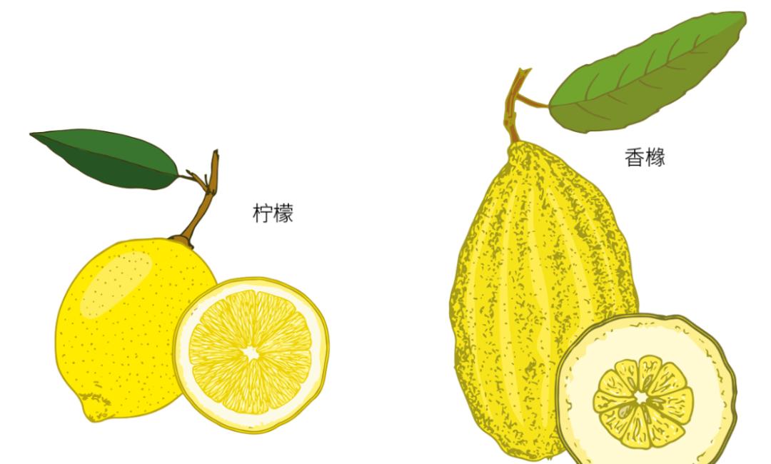 藏文科普|只为闻香的水果——香橼