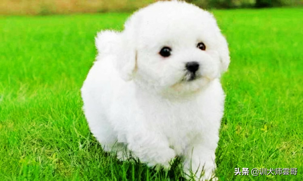 比较适合在家养的小型犬京巴狗,小型犬比较温顺好养是什么品种