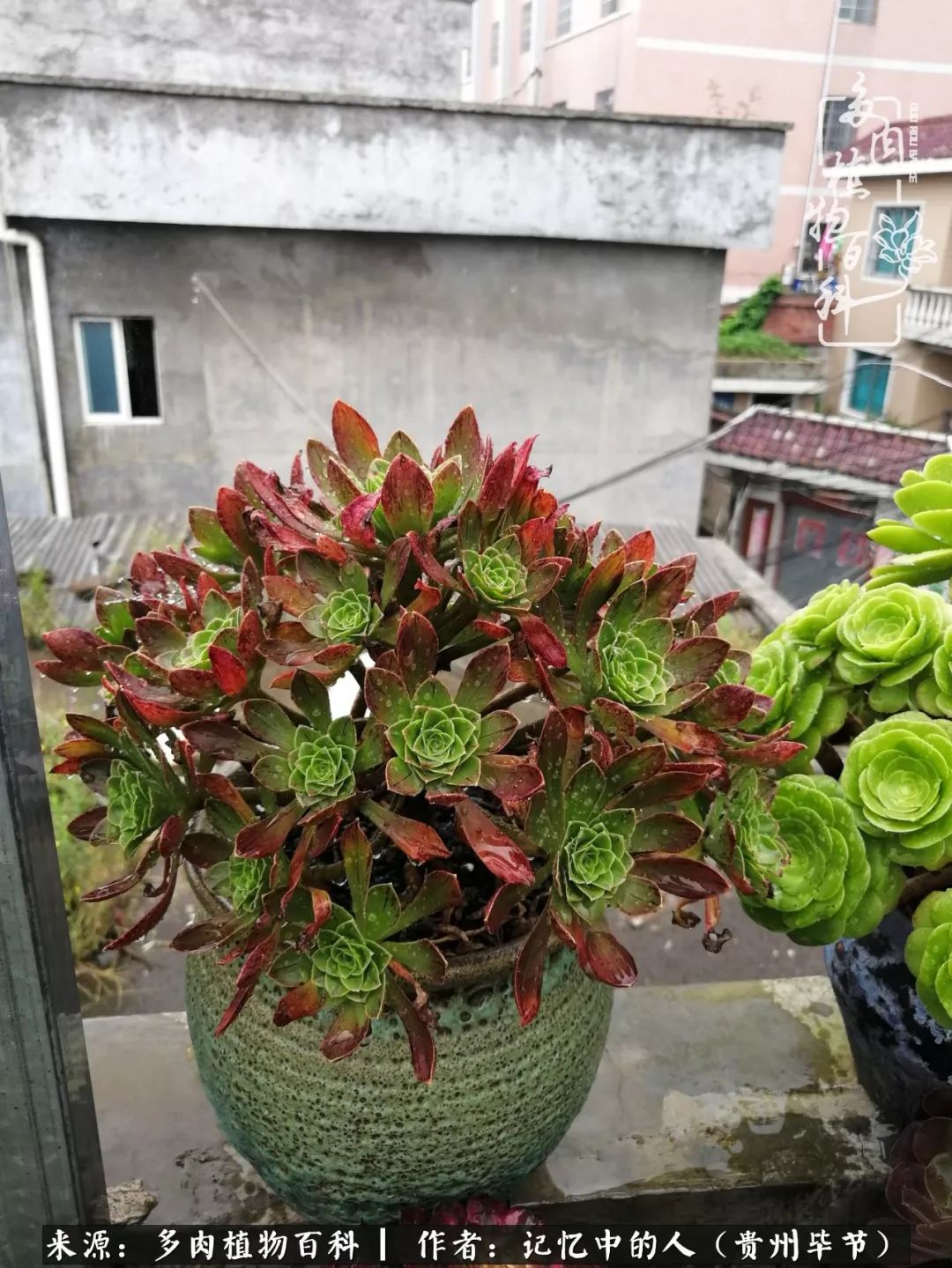 我心中的玫瑰原唱,我心中的玫瑰全部歌曲