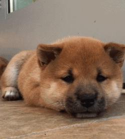 海南免税店现场购物,海南免税店探店