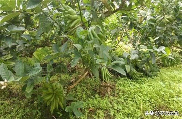 成熟结果佛手怎么种植才能发芽,冬天从网上买的佛手苗怎么种植