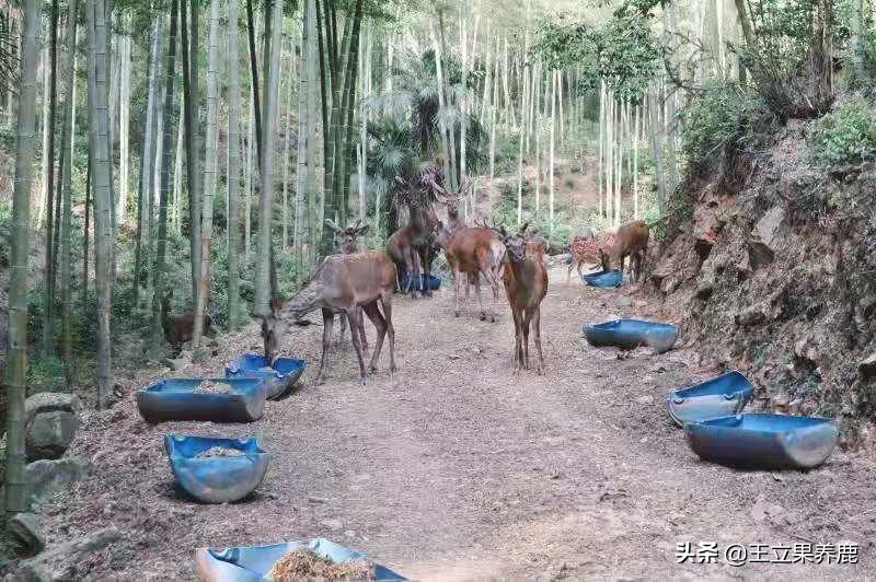 养殖梅花鹿的前景,养殖梅花鹿30头多少成本多少利润