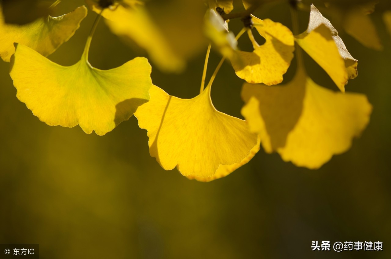 芪苈强心胶囊同银杏叶片能同服吗,银杏叶片与脂必泰胶囊同时服用吗