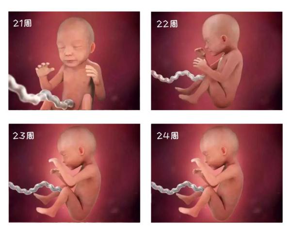 从一周到怀孕40周胎儿的生长变化,探索生命的奥秘纪录片