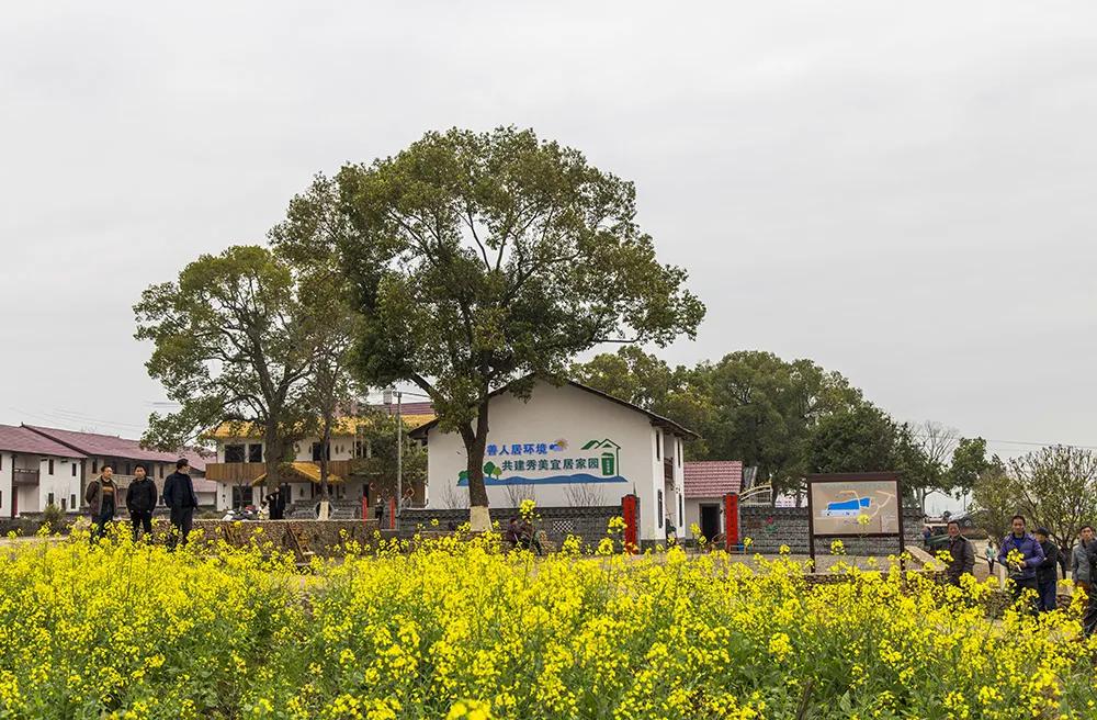 【谁不说咱家乡美】美丽中国，“乡”约万安（河西片）