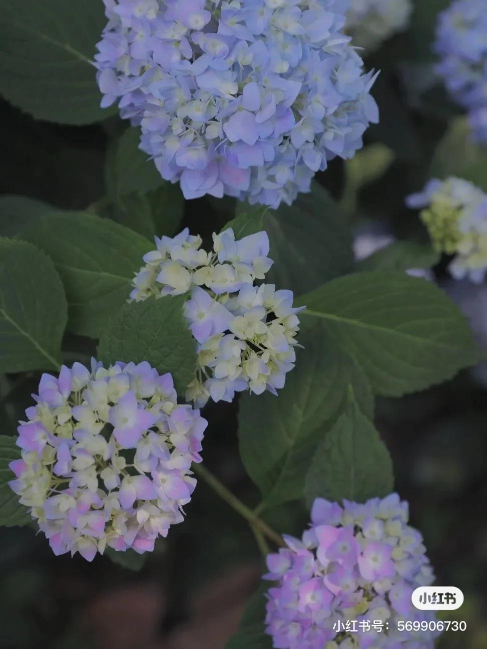 昆明绣球花推荐,昆明赏绣球花季节