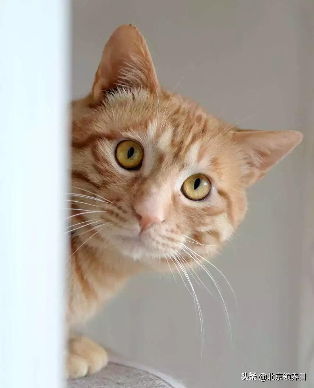 喵星人第二季,喵星人第2季免费观看