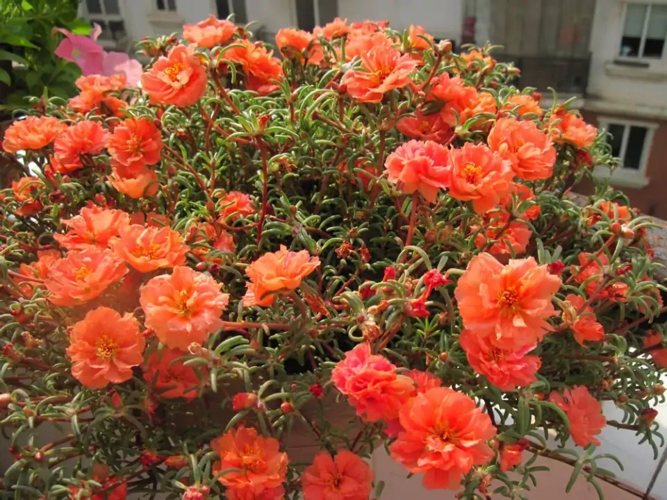 22种花耐旱耐热,天冷种花要注意什么