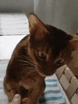 贵族阿比西尼亚猫,神秘的波斯猫