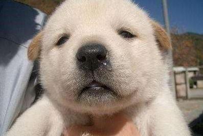 小狗拉稀流鼻涕不吃东西什么原因,小狗为什么容易流眼泪