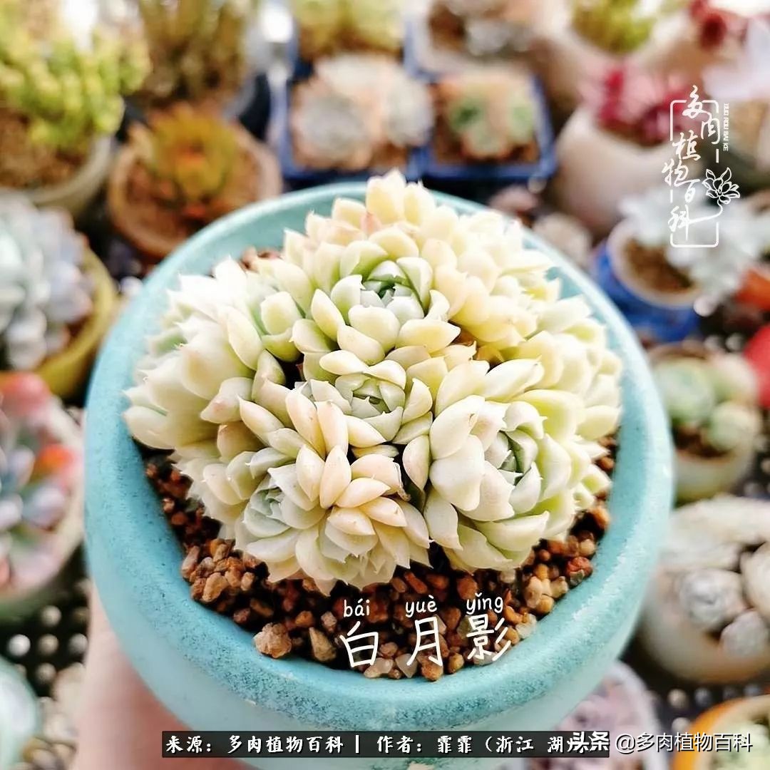 包邮区多肉度夏养护心得,阳台党养多肉怎么度夏