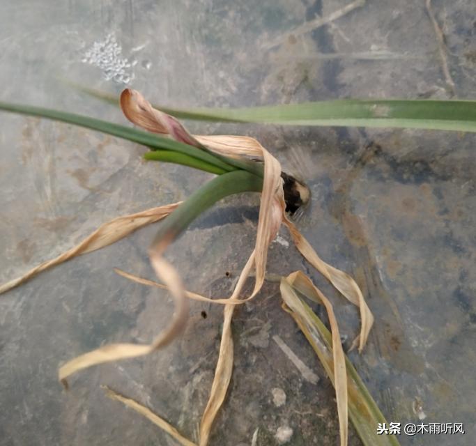 大蒜烧苗怎么治疗,种植大蒜烂了怎么回事