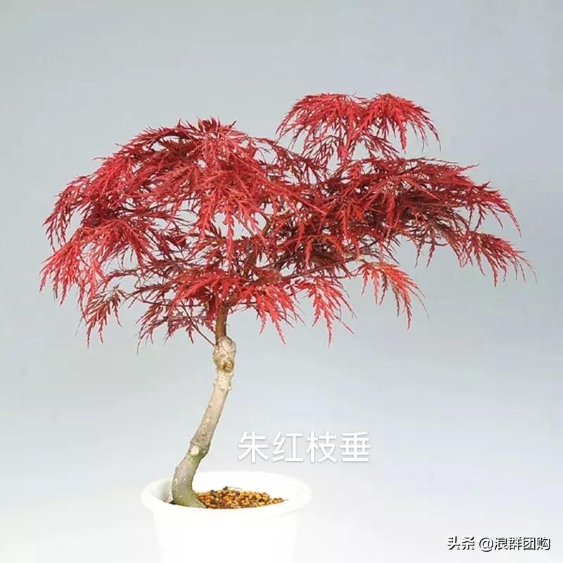 中式庭院藤类植物,枫树和紫藤